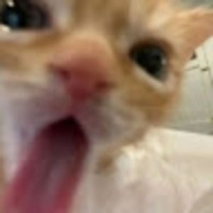 Meet your Posher, Kaikai